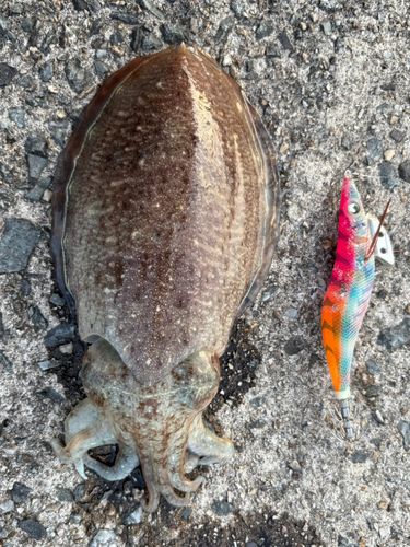 コウイカの釣果