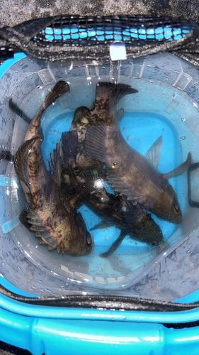 メバルの釣果