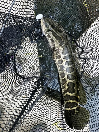 ライギョの釣果