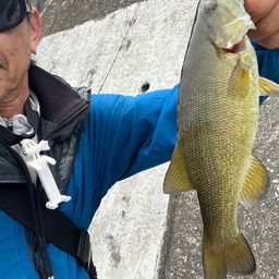 スモールマウスバス