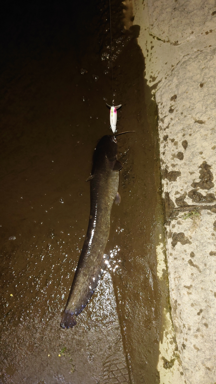Megabass ヴァルキリーワールドエクスペディションの最安値