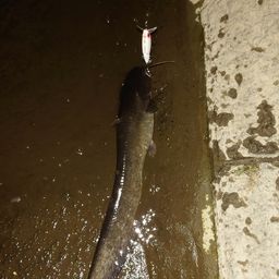 ナマズ