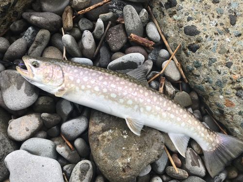 アメマスの釣果