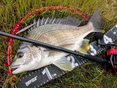 キビレの釣果