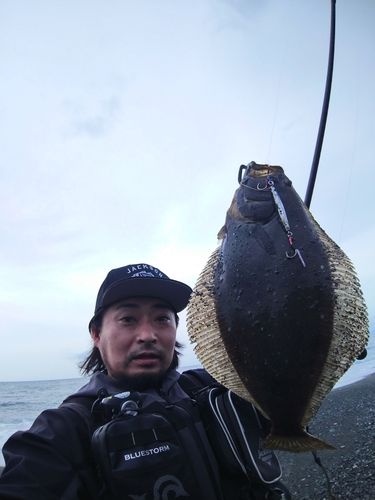 ヒラメの釣果