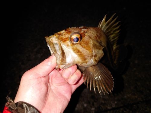 シマゾイの釣果