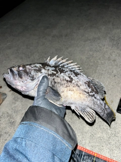 クロソイの釣果