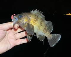 メバルの釣果