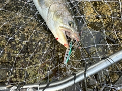 アメマスの釣果