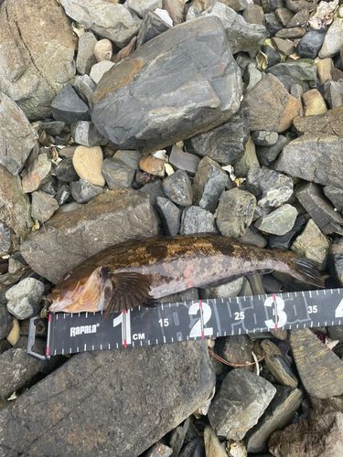 アイナメの釣果