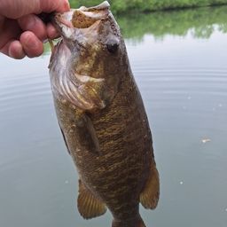 スモールマウスバス