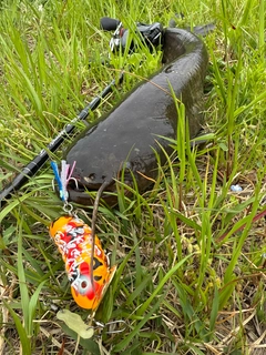 ナマズの釣果