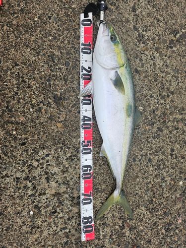 ブリの釣果