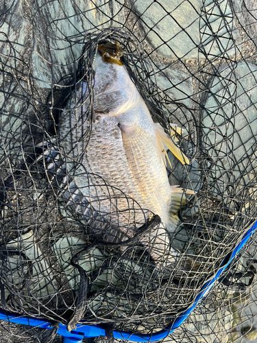 キビレの釣果