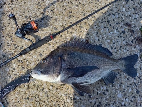 チヌの釣果