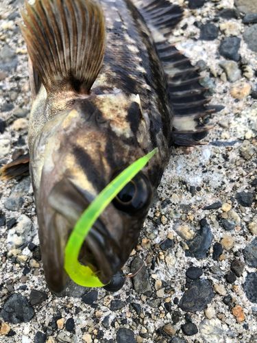 クロソイの釣果