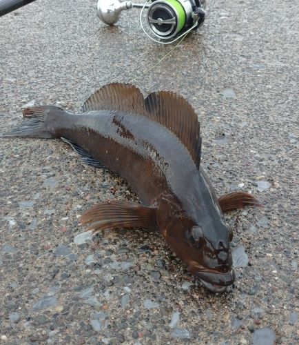 アイナメの釣果