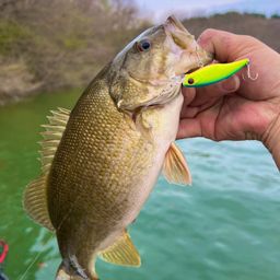 スモールマウスバス