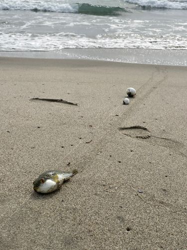 フグの釣果