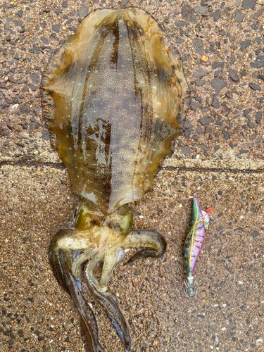 アオリイカの釣果