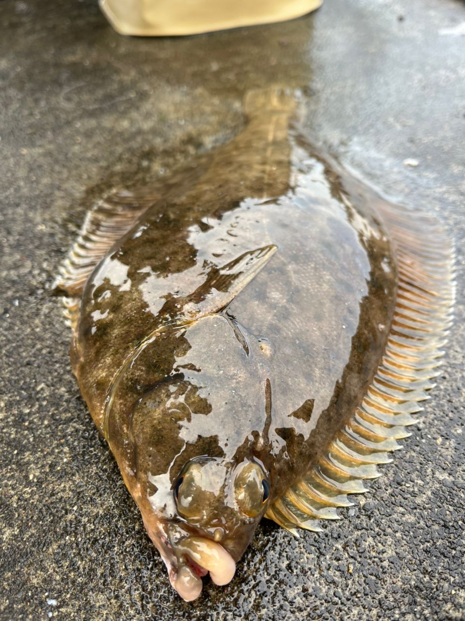 カレイ