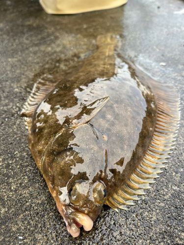 カレイ