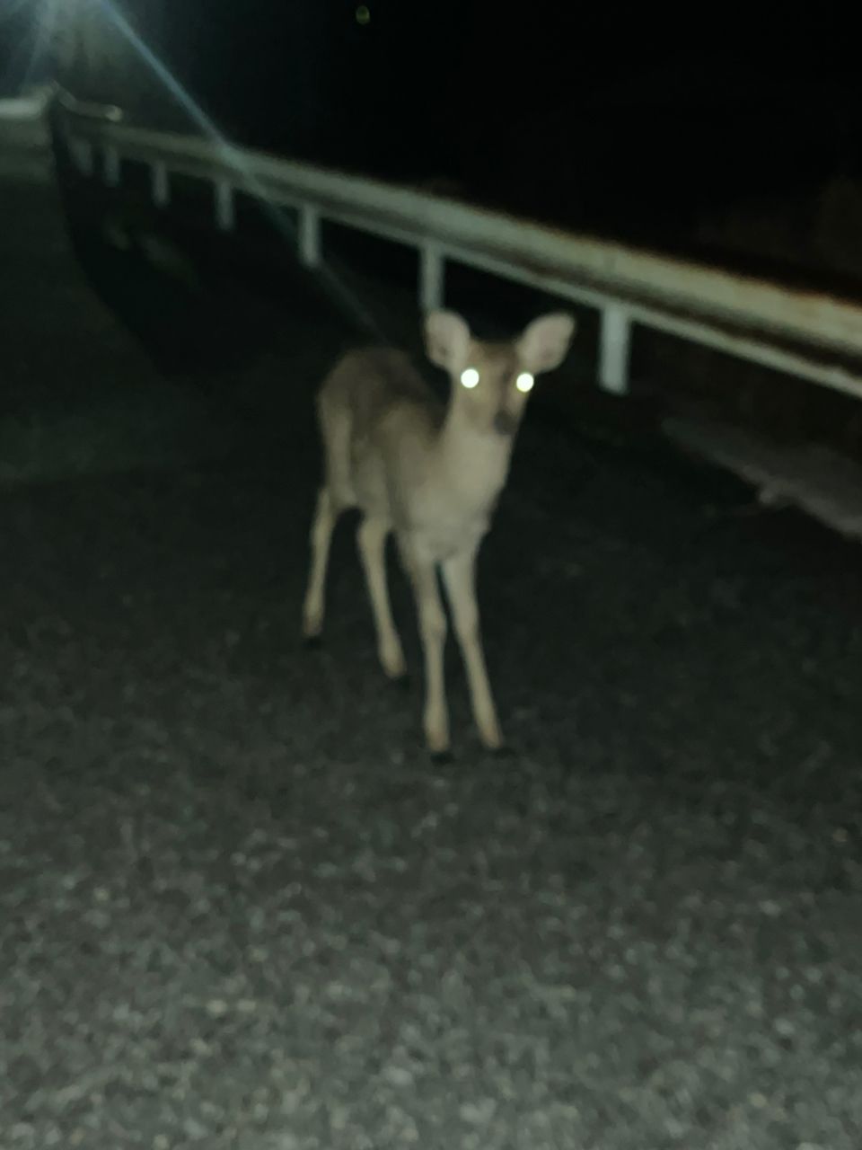 カレイ