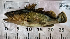タケノコメバルの釣果