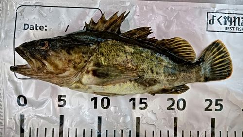 タケノコメバルの釣果