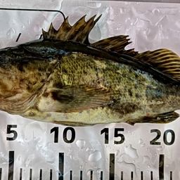 タケノコメバル