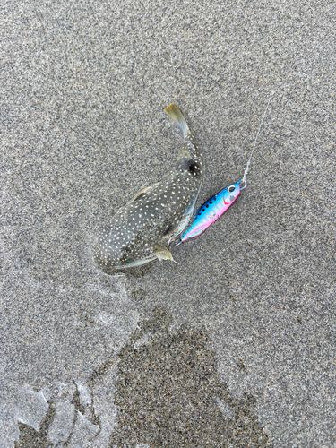 釣果