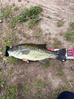 ラージマウスバスの釣果