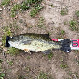 ラージマウスバス