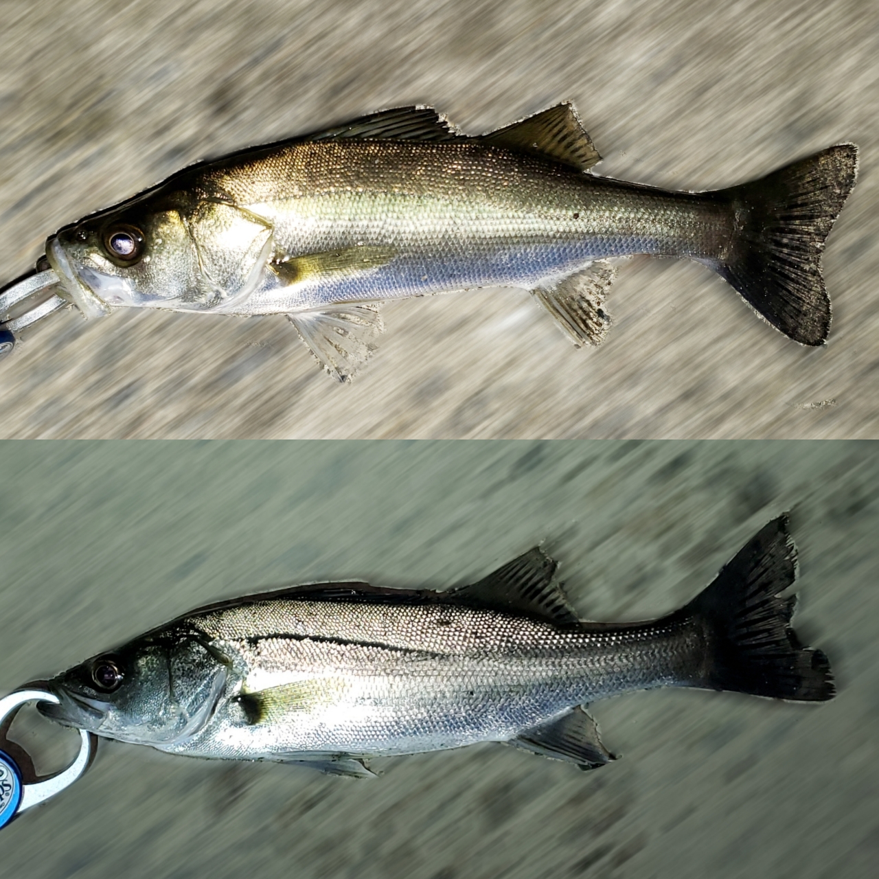 SHIMANO 20ルナミス S100MHの最安値・インプレ・釣果 | 本音の SHIMANO 20ルナミス S100MHの最安値・インプレ・釣果 | 本音の
