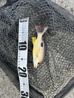 クロホシフエダイの釣果