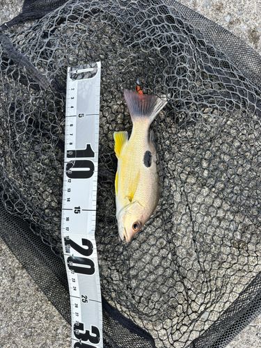 クロホシフエダイの釣果