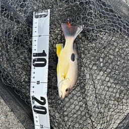 クロホシフエダイ