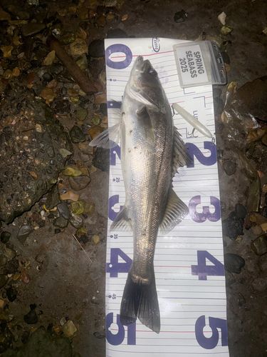 シーバスの釣果