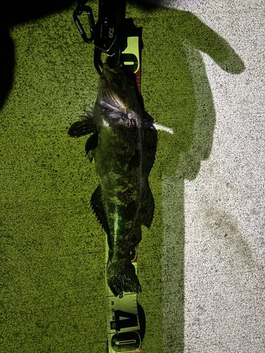 アイナメの釣果