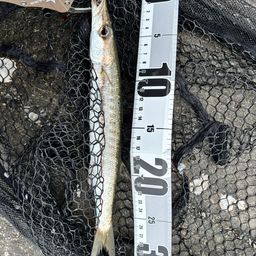 タイワンカマス