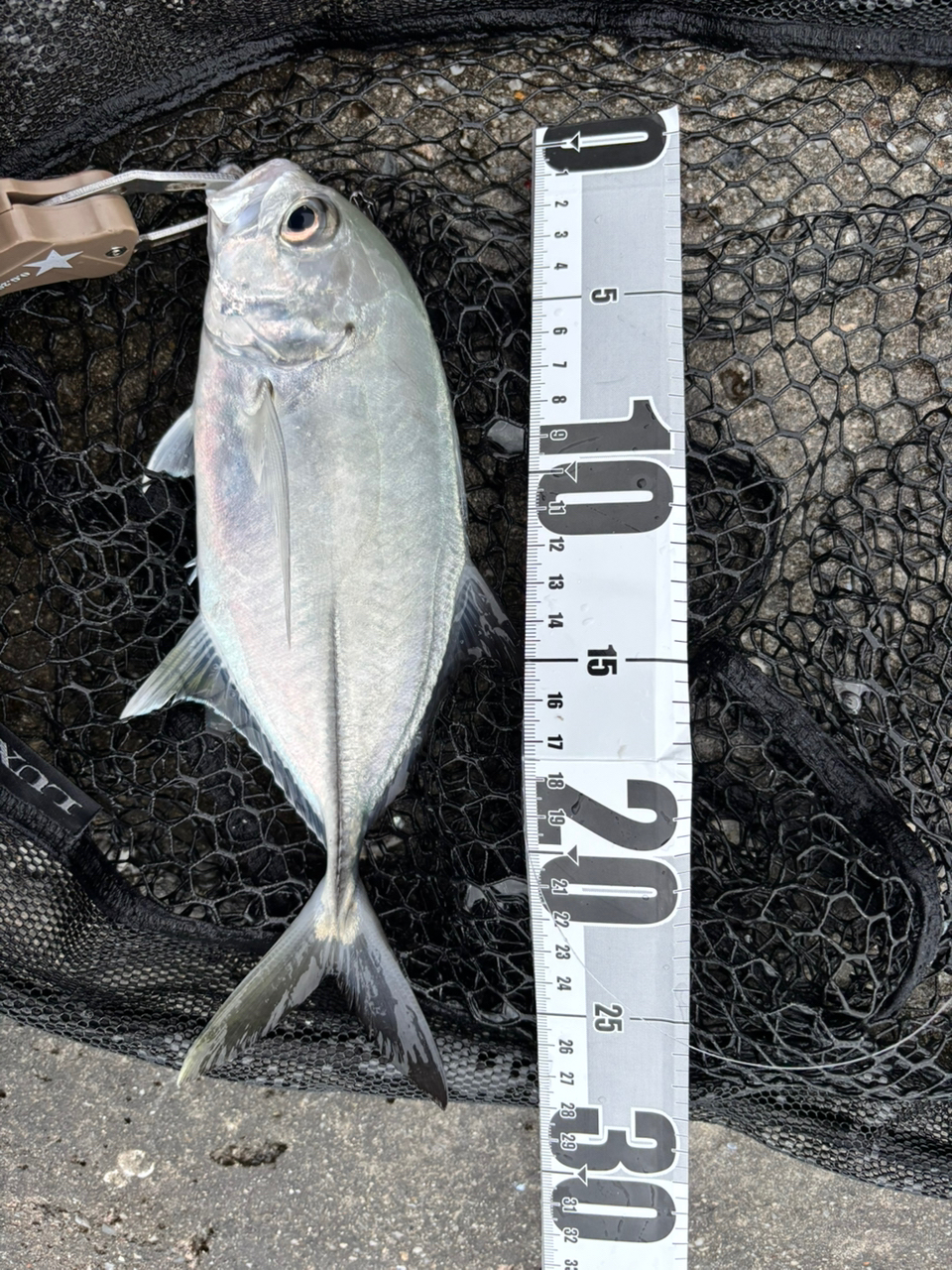 AbuGarcia クロスフィールド XRFS-702Lの最安値・インプレ・釣果