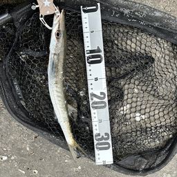 タイワンカマス