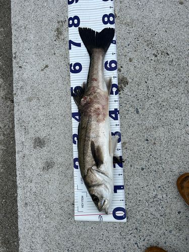 シーバスの釣果