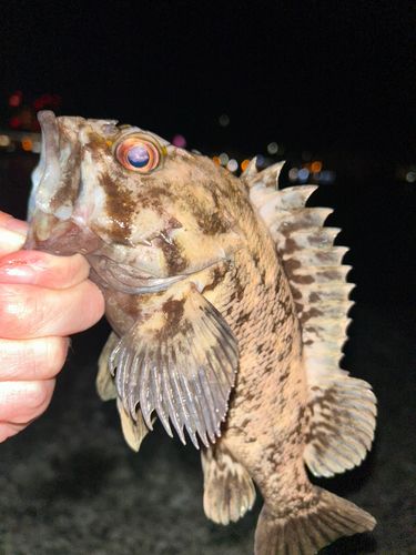 オウゴンムラソイの釣果