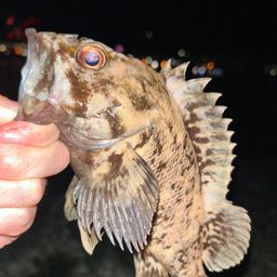 オウゴンムラソイ