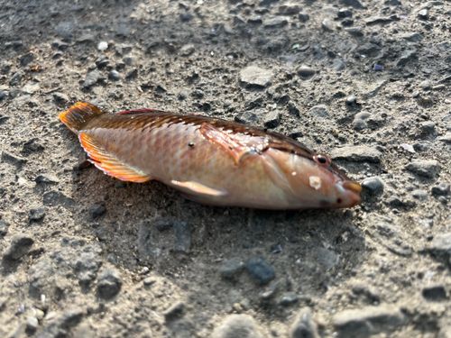 アカササノハベラの釣果