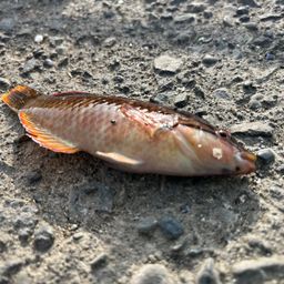 アカササノハベラ