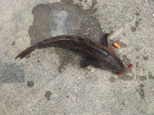 アイナメの釣果