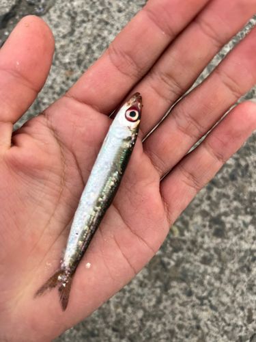 ウルメイワシの釣果