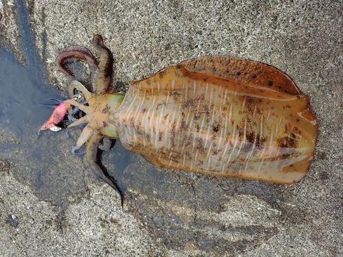 アオリイカの釣果